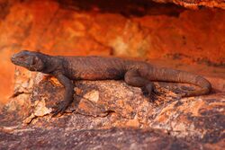 Male Chuckwalla.JPG