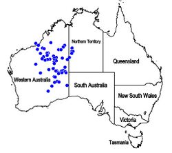 Map.Dicrastylis doranii.jpg