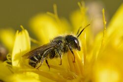 Megachile (male) - Keila.jpg