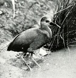 Mexican Rail (Rallus tenuirostris) - Bird notes (1911).jpg