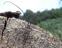 Monochamus galloprovincialis male up.JPG