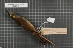 Naturalis Biodiversity Center - RMNH.AVES.133916 1 - Meliphaga mimikae mimikae (Ogilvie-Grant, 1911) - Meliphagidae - bird skin specimen.jpeg