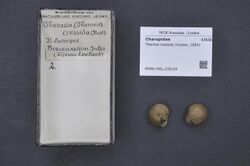 Naturalis Biodiversity Center - RMNH.MOL.276124 - Thermia cressida (Hutton, 1883) - Charopidae - Mollusc shell.jpeg