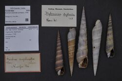 Naturalis Biodiversity Center - ZMA.MOLL.30516 - Duplicaria duplicata (Linnaeus, 1758) - Terebridae - Mollusc shell.jpeg