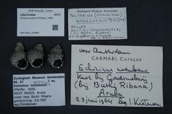 Naturalis Biodiversity Center - ZMA.MOLL.319986 - Tectarius antonii (Philippi, 1846) - Littorinidae - Mollusc shell.jpeg
