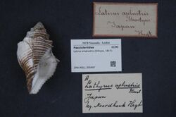 Naturalis Biodiversity Center - ZMA.MOLL.355497 - Latirus amplustris (Dillwyn, 1817) - Fasciolariidae - Mollusc shell.jpeg