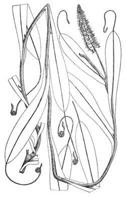 Nepenthes mollis Endert 4282.jpg