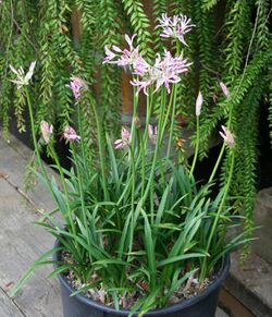 Nerine undulata 03.jpg