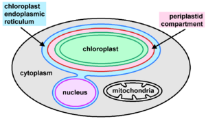Diagram of a simplified ochrophyte cell showing the different endosymbiotic compartments and membranes.