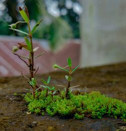 Oldenlandia corymbosa with moss.jpg