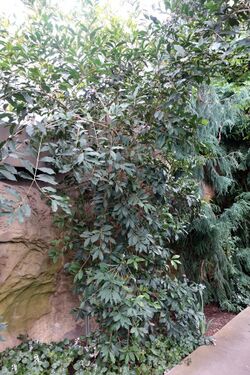 Olea tsoongii - Brooklyn Botanic Garden - Brooklyn, NY - DSC08189.JPG
