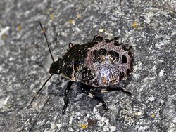 Pentatomidae - Pinthaeus sanguinipes (last stage).jpg