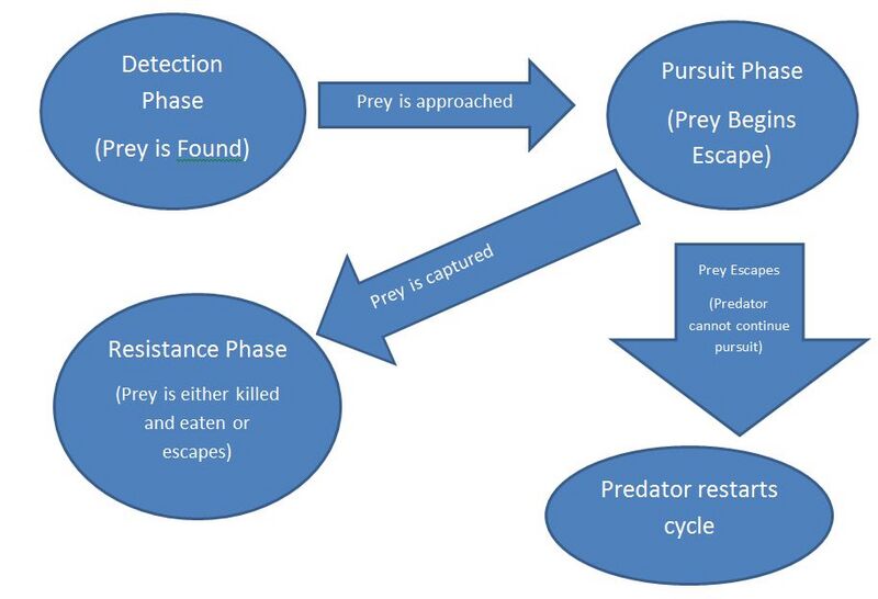 File:Phases of Pursuit Predation.jpg