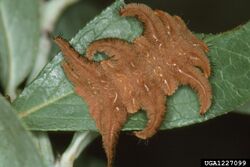 Phobetron pithecium larva.jpg