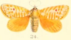 Pl.03-24-Demonarosa rufotessellata (Moore, 1879) (Narosa).JPG