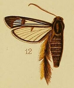 Pl.41-fig.12-Melittia auriplumia Hampson, 1910.JPG