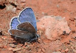 Plebejus zephyrinus 06.jpg