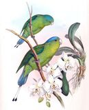 Drawing of two green parrots with darker wings, yellow throat, and blue crown and tail tips
