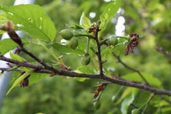 Prunus campanulata fruitage.jpg