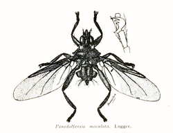 Pseudolfersia maculata.png