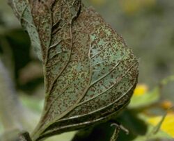Leaf presenting symptoms