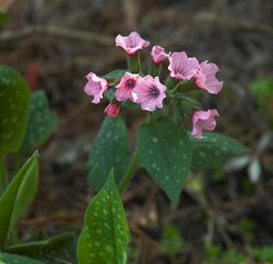 Pulmonaria saccharata A.jpg