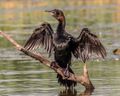 Pygmy Cormorant (19511279462).jpg