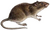 Rattus norvegicus (white background).png