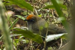 Red-fronted Coua - Andasibè - Madagascar MG 0718 (15102020980).jpg