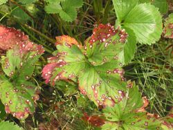 "Diplocarpon earlianum" on strawberry leaves