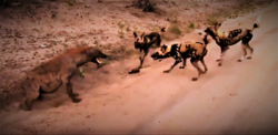 Sabi Sand Wild Safari Live Feb 29 2016 sunrise - Spotted hyena vs wild dogs.png