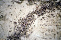 Safari ants.jpg