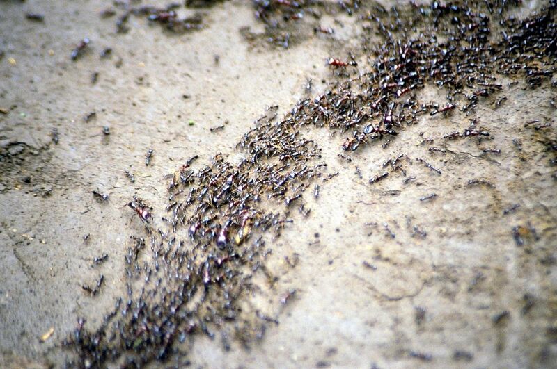 File:Safari ants.jpg
