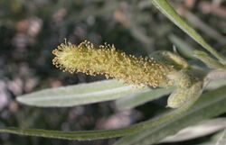 Salix exigua staminate catkin 2003-06-04.jpg