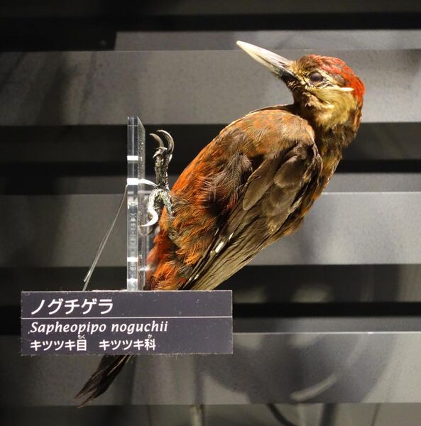 File:Sapheopipo noguchii - National Museum of Nature and Science, Tokyo - DSC06804.JPG