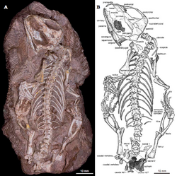 Sauropareion skeleton NMQR 3602.png