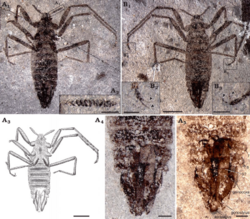 Saurophthirid-flea-Saurophthirus-laevigatus-Zhang-Shih-Rasnitsyn-and-Gao-sp-nov.png