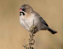 Scaly-feathered Weaver.jpg