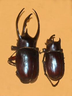 Scarabaeidae - Chalcosoma atlas.JPG