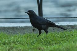 Scrub Blackbird - South Ecuador S4E7818 (23806878191).jpg