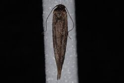 Scythris noricella.jpg