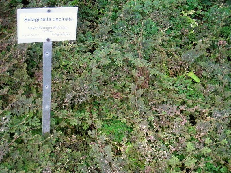 File:Selaginella uncinata - Berlin Botanical Garden - IMG 8722.JPG