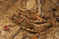 Slow Mountain Grasshopper - Bradynotes obesa, near Bassetts, California.jpg