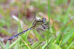 Spectacled skimmer (Orthetrum icteromelas) immature male.jpg