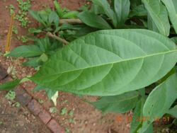 Sphenodesme involucrata.jpg