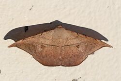 Spurge spanworm moth (Oxydia vesulia).jpg