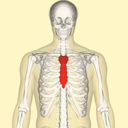 Sternum front.png