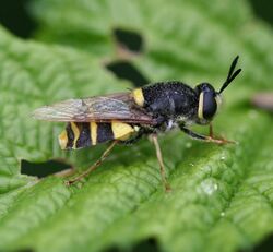 Stratiomys potamida (Banded General) - female.jpg