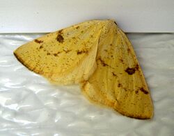 Sulphur Moth (Hesperumia sulphuraria) in bathroom at Many Glacier campground - Flickr - Jay Sturner.jpg