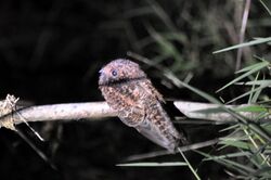 Swallow-tailed Nightjar (5277616287).jpg